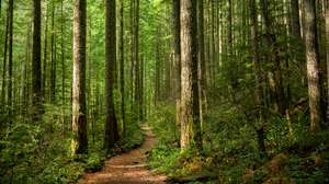 Floresta