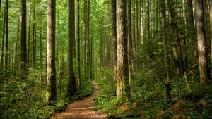 Floresta