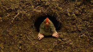 Mole emerging from burrow