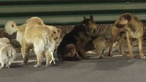 Cães na China