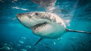 Great White Sharks: The Graceful Giant Behind Hollywood's Bloodthirsty Predator
