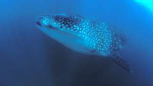 Whale Shark (Rhincodon typus)