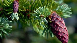 Sitka Spruce Cones