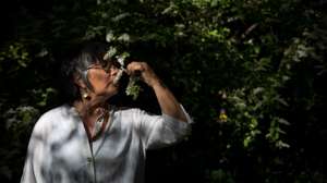 Reportgem: O lado comestível nos jardins da Gulbenkian, com a escritora e especialista em plantas medicinais e aromáticas, Fernanda Botelho. 9 de Maio de 2023 Jardim da Gulbenkian, Lisboa TOMÁS SILVA/OBSERVADOR