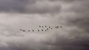 Gripe das Aves na Escócia