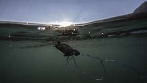 Challenging life journey of endangered sea turtles amid polluted water