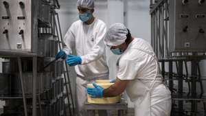 Crise sismo-vulcânica afasta 15% dos trabalhadores da fábrica de queijos de São Jorge, nos Açores. Apesar da falta de trabalhadores, a maior preocupação é a falta de leite e a crise económica. 31 de Março de 2022 São Jorge, Arquipélago dos Açores TOMÁS SILVA/OBSERVADOR