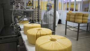 Crise sismo-vulcânica afasta 15% dos trabalhadores da fábrica de queijos de São Jorge, nos Açores. Apesar da falta de trabalhadores, a maior preocupação é a falta de leite e a crise económica. 31 de Março de 2022 São Jorge, Arquipélago dos Açores TOMÁS SILVA/OBSERVADOR