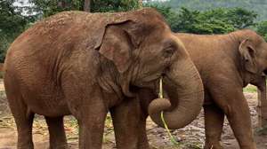 Elefante Tailândia