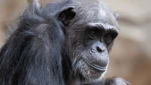Osnabrück Zoo introduces new chimpanzee cub