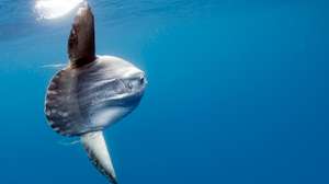 Peixe lua ( mola mola ) na costa da Califórnia