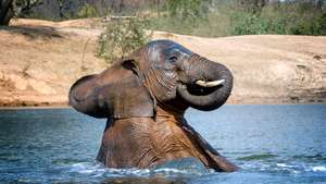 Funny Cute Young Elephant Enjoying a Dip in the Water Hole at Ithumba Hills