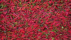 Pimenta