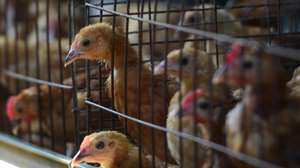 Aves em gaiolas num aviário