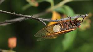 Brood X Cicadas Emerge After 17 Years Underground