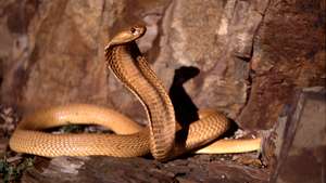 Cape Cobra, Naja nivea, has strongest poison of all African Cobra species