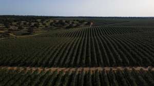 Reportagem sobre a influência da Barragem do Alqueva na agricultura do Alentejo. Reportagem sobre um olival de produção intensiva perto da Beja. Alqueva, Beja, 10 de fevereiro de 2022. JOÃO PORFÍRIO/OBSERVADOR