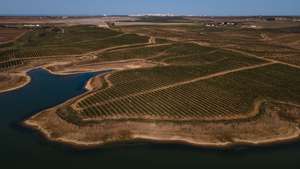 Reportagem sobre a influência da Barragem do Alqueva na agricultura do Alentejo. Reportagem sobre um olival de produção intensiva perto da Beja. Alqueva, Beja, 10 de fevereiro de 2022. JOÃO PORFÍRIO/OBSERVADOR