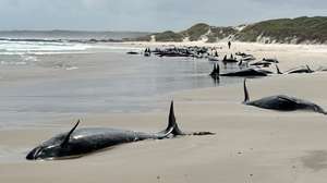 Whales are stranded near Arthur River on Tasmania's west coast, Australia