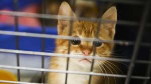 Clinic in Poland giving a shelter and veterinary assistance for animals from Ukraine