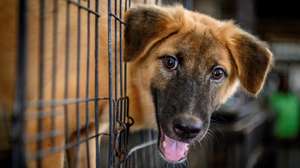Cão