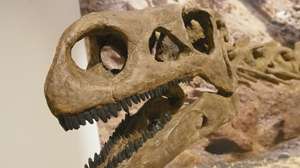 Jurassic Harz