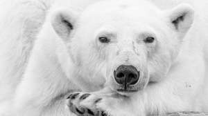 WhiteSilence Prints for Wildlife — Edition Hope