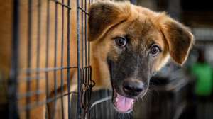 Cão