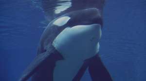 Orcas