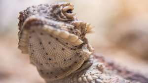 Lagarto-de-chifres
