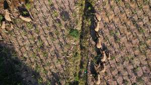 Wild Elephants Wander In Yunnan