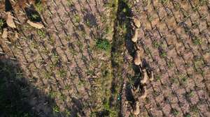 Wild Elephants Wander In Yunnan