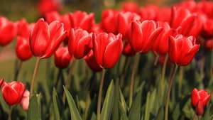 Tulipas