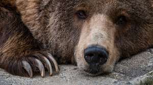 Urso pardo