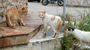 Feral Cats In Vathy Ithaca Greece