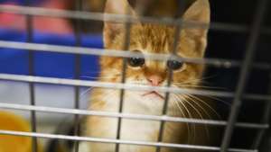 Clinic in Poland giving a shelter and veterinary assistance for animals from Ukraine
