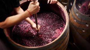Plunging the grapes cap to extract color
