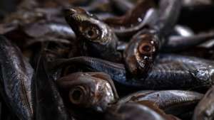 peixe