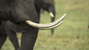 African Elephant (Loxodonta africana) in savanna. Close up. Masai Mara National Park. Kenya.