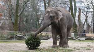Christmas meal for zoo animals at Berlin Zoological Garden