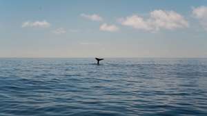 Humpback whale tail