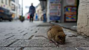 Sick rat on a Boardwalk