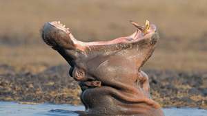 Hippos of Chobe National Park