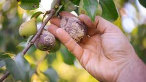 Fruit rot  moniliosis