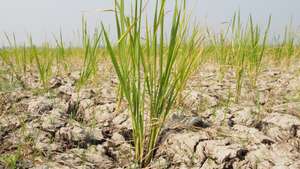 A view of dry rice fields due to an extended dry season as a result of the El Nino phenomenon in Tangerang Regency, Indonesia, on September 7, 2023. The local government has declared a drought disaster alert, and is recording approximately 201 hectares of rice fields at risk of crop failure. (Photo by Kevin Herbian/NurPhoto via Getty Images)