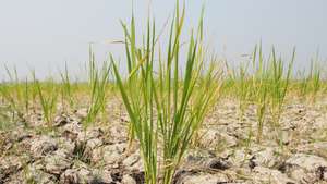 A view of dry rice fields due to an extended dry season as a result of the El Nino phenomenon in Tangerang Regency, Indonesia, on September 7, 2023. The local government has declared a drought disaster alert, and is recording approximately 201 hectares of rice fields at risk of crop failure. (Photo by Kevin Herbian/NurPhoto via Getty Images)