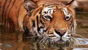 TIGER (PANTHERA TIGRIS) IN WATER