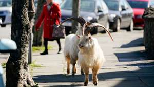 Cabras