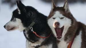 Husky Land Park in Kemerovo Region, Russia