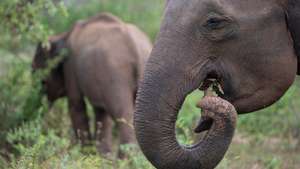 The Udawalawe National Park